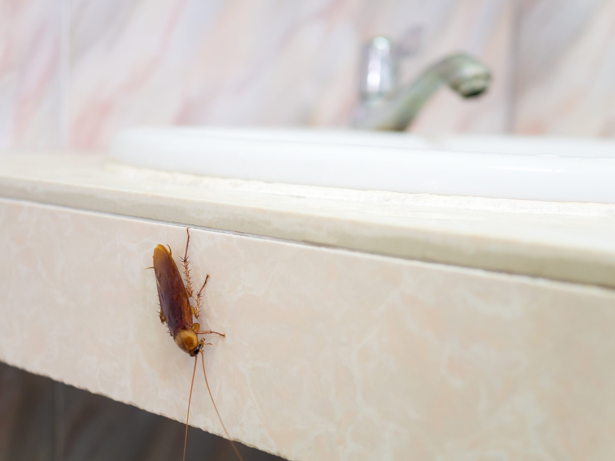 Is It Beneficial To Hire Cockroach Pest Control Services