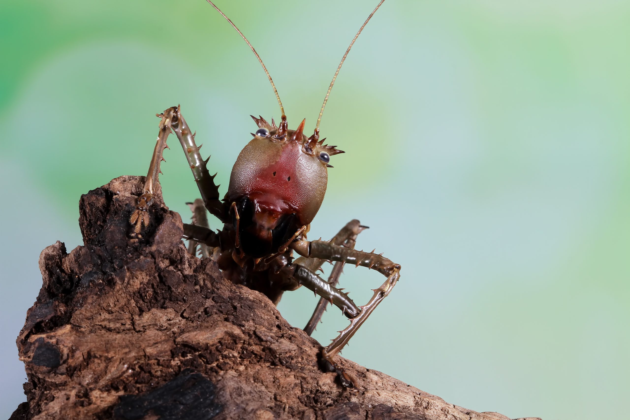 lesina-sp-insect-closeup-wood