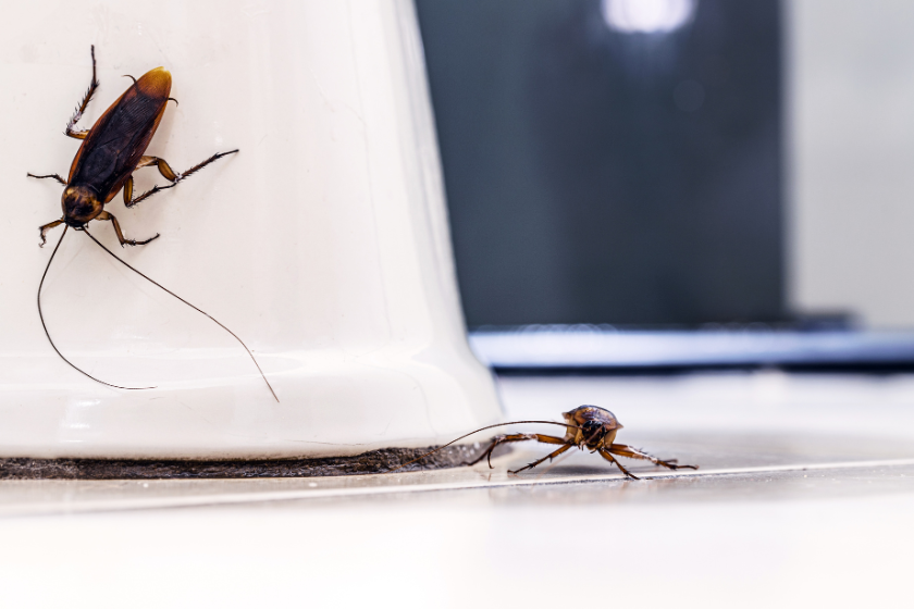 Pest Management for Worcester County Residents