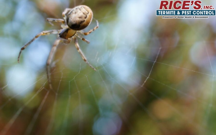 Are Spiders Dangerous