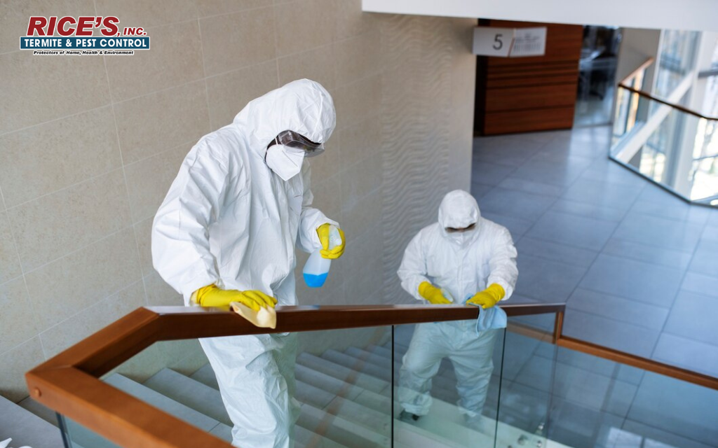 person doing pest treatment