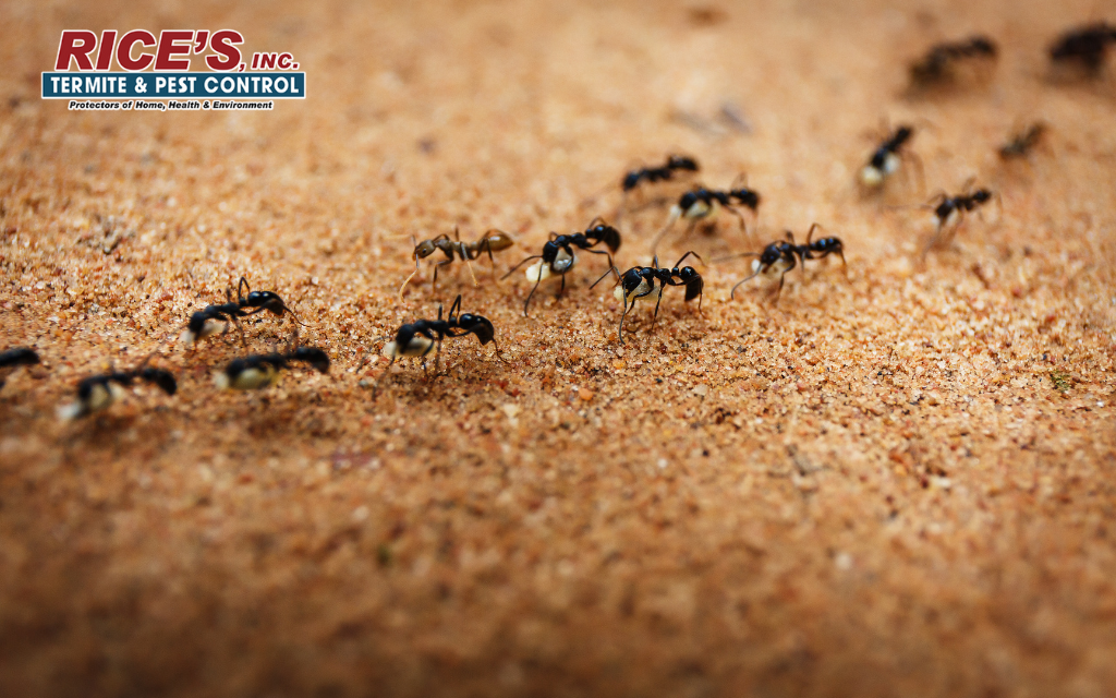 Ant Pest Control