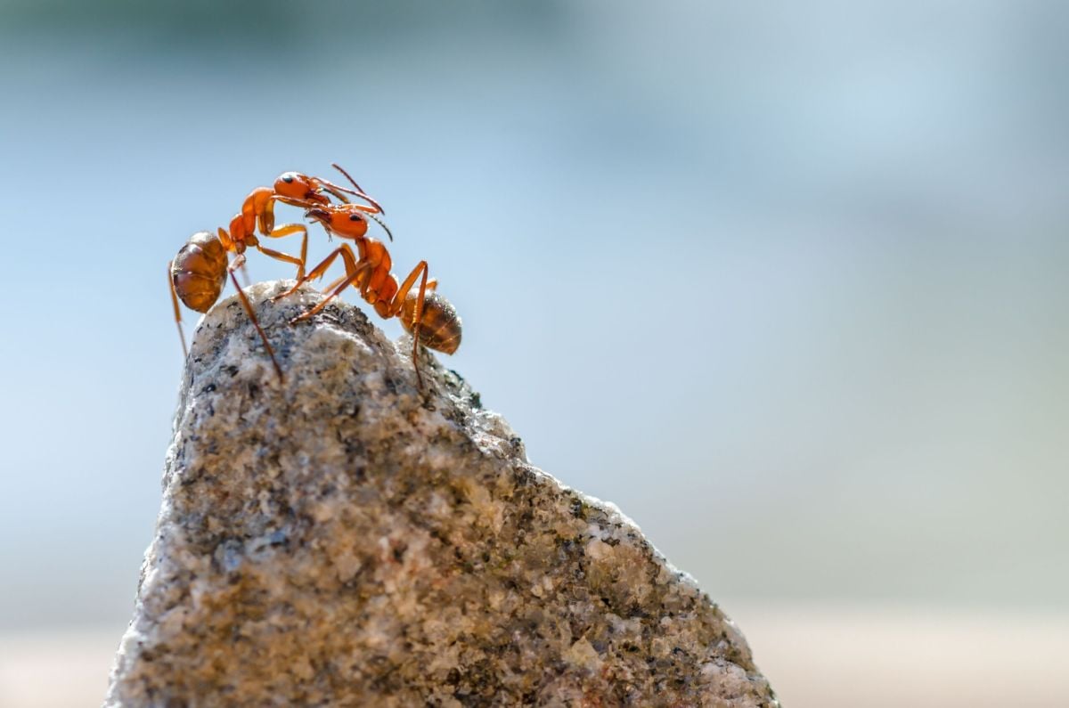How to Get Rid of Ants