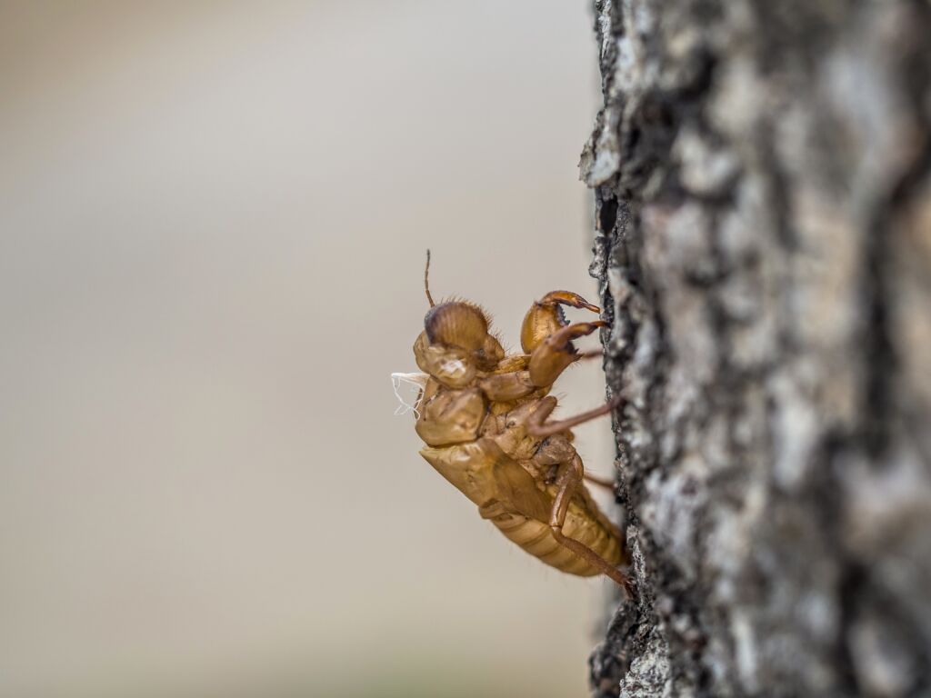 Signs of Termites