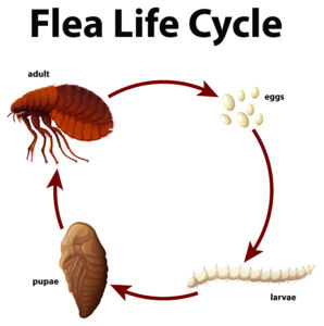 What Do Flea Eggs, Larvae, and Pupae Look Like
