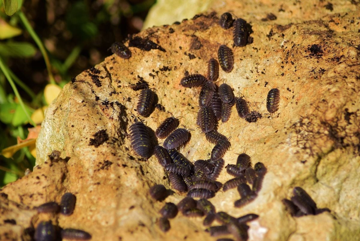 What Do Termites Look Like
