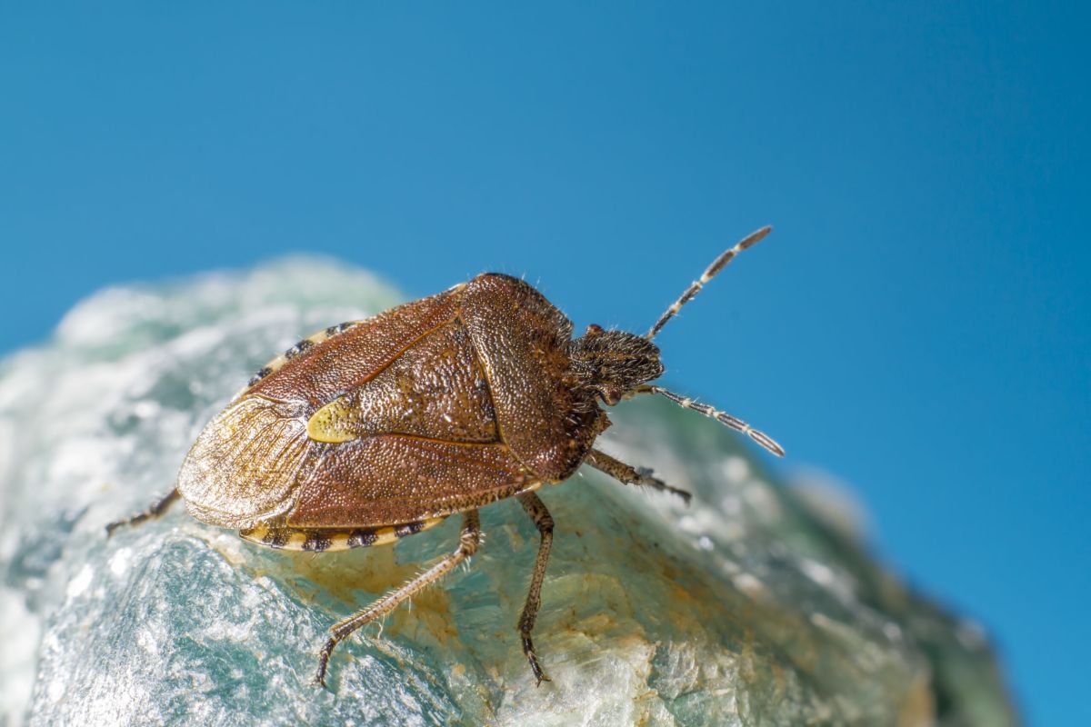 What Does a Flea Look Like