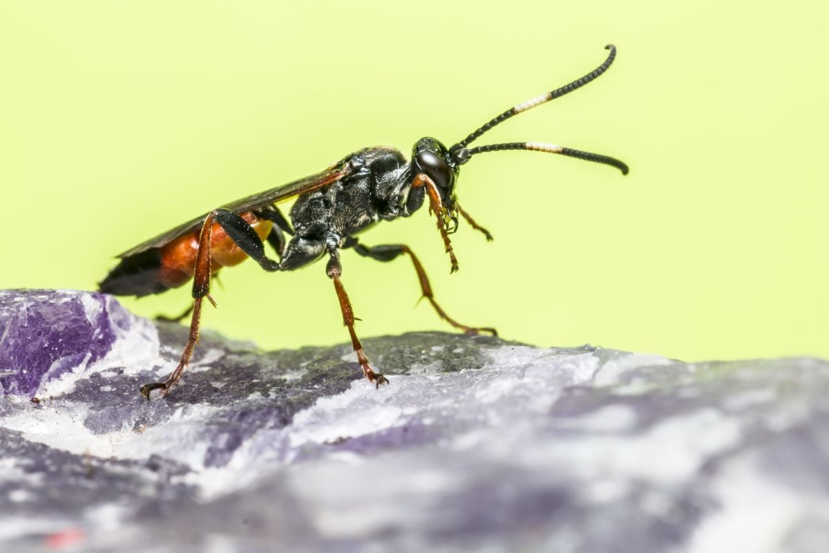 Ant Exterminator Cost
