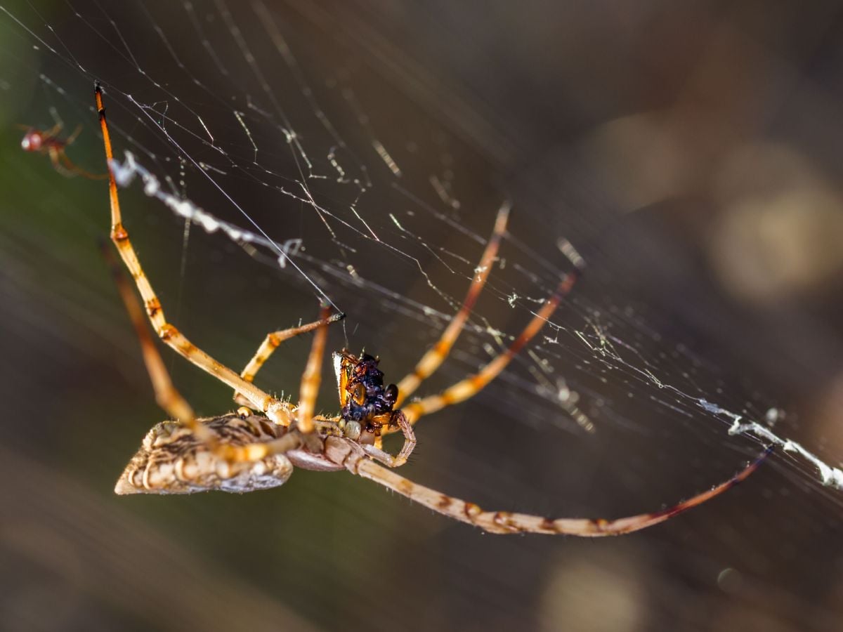 spider infestation